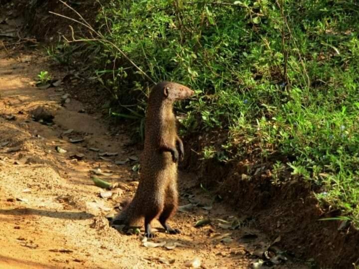 Kottamba Yala Stay & Safari ティッサマハーラーマ エクステリア 写真