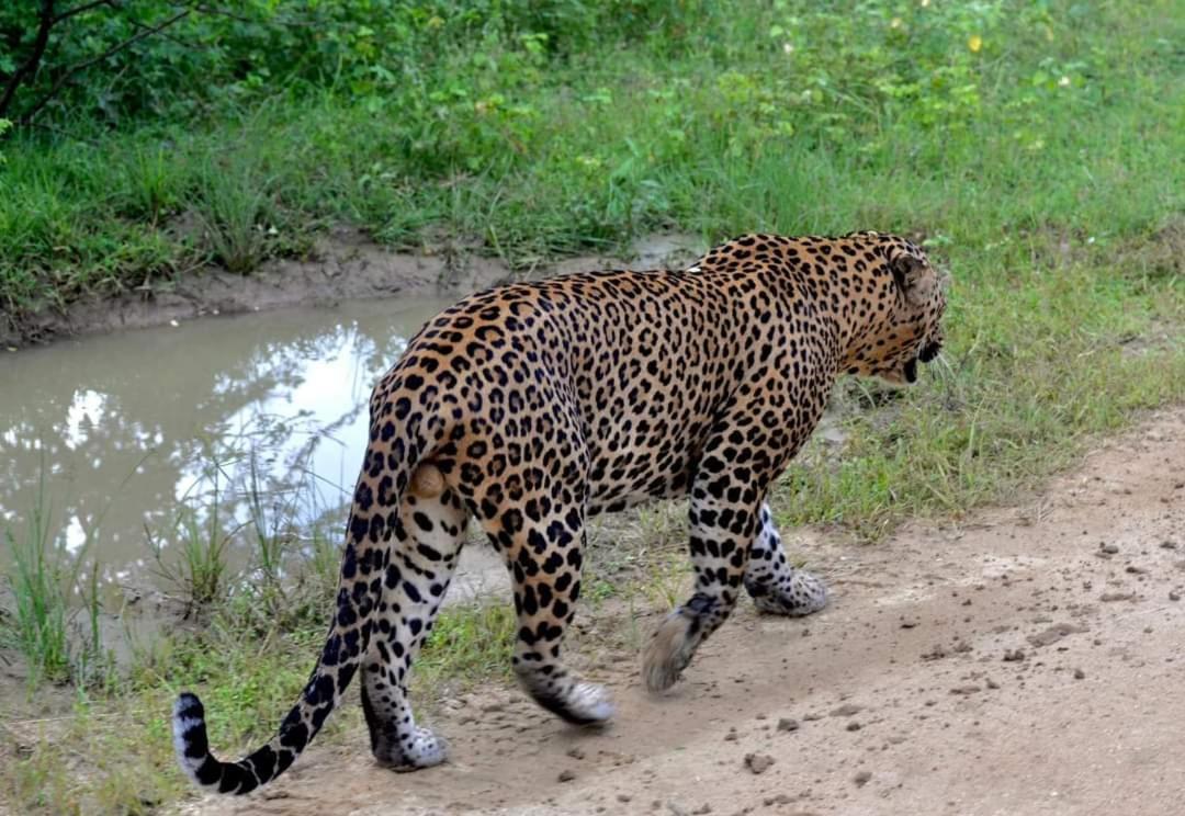 Kottamba Yala Stay & Safari ティッサマハーラーマ エクステリア 写真