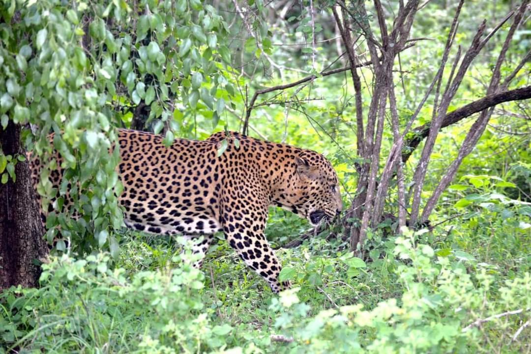 Kottamba Yala Stay & Safari ティッサマハーラーマ エクステリア 写真